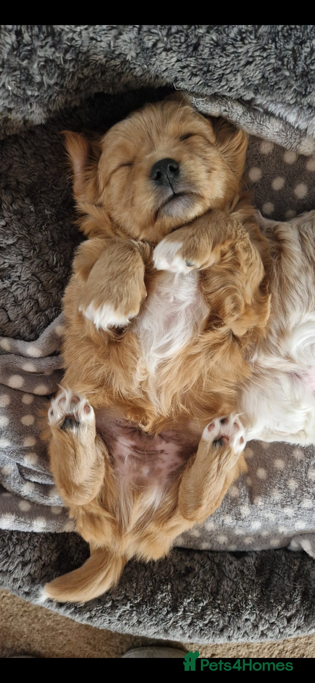 Cavachon dogs for sale: Cavachon - Image 2