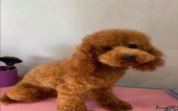 Cavapoo dogs for sale: Extensively DNA 200 tests BVA heart/eyes clear  - Image 6