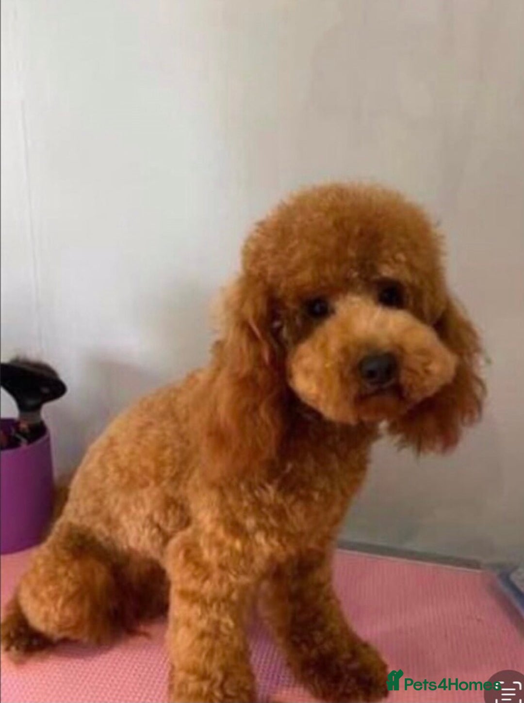 Cavapoo dogs for sale: Extensively DNA 200 tests BVA heart/eyes clear  - Image 6