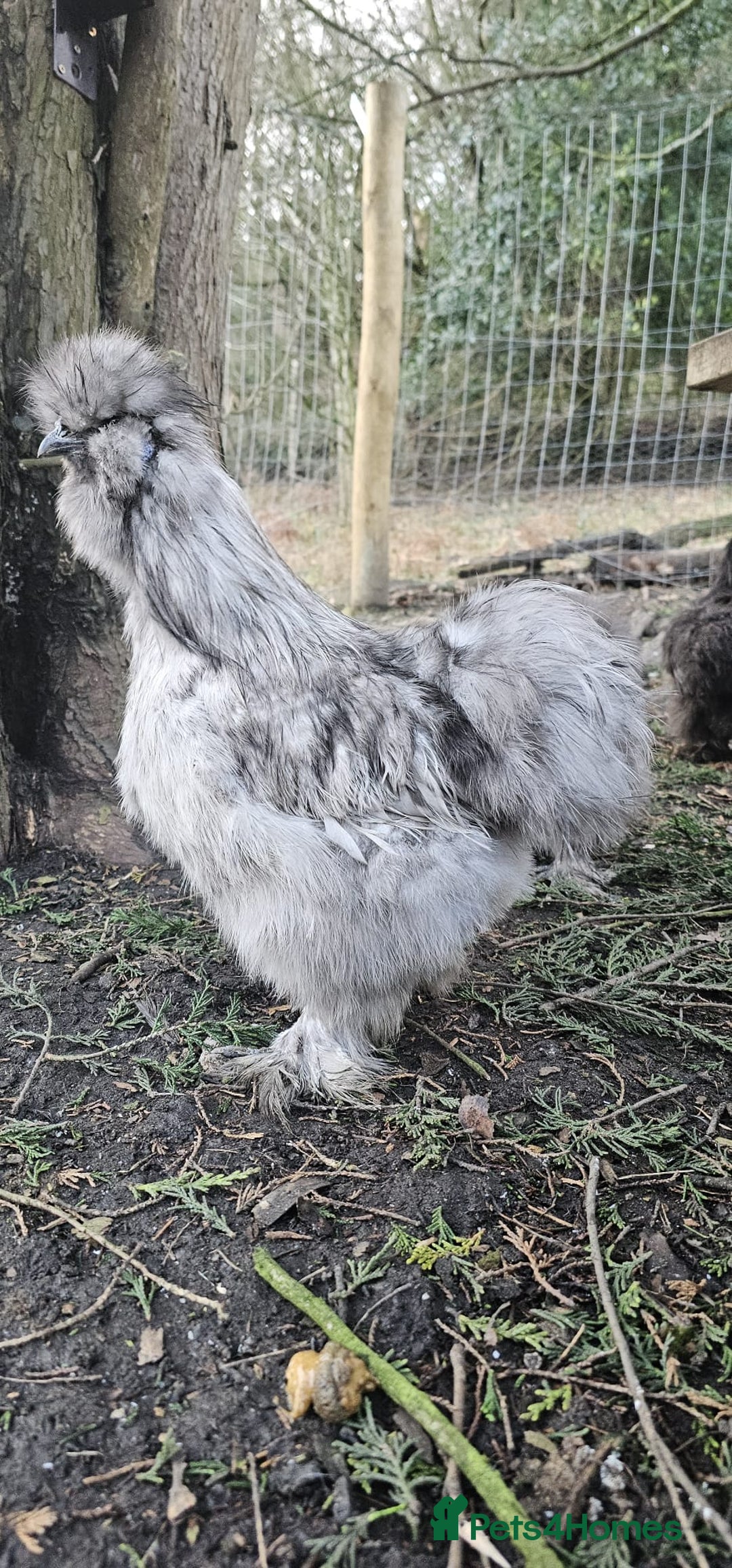 Chickens poultry for sale: Silkie rooster and hen  - Advert 5