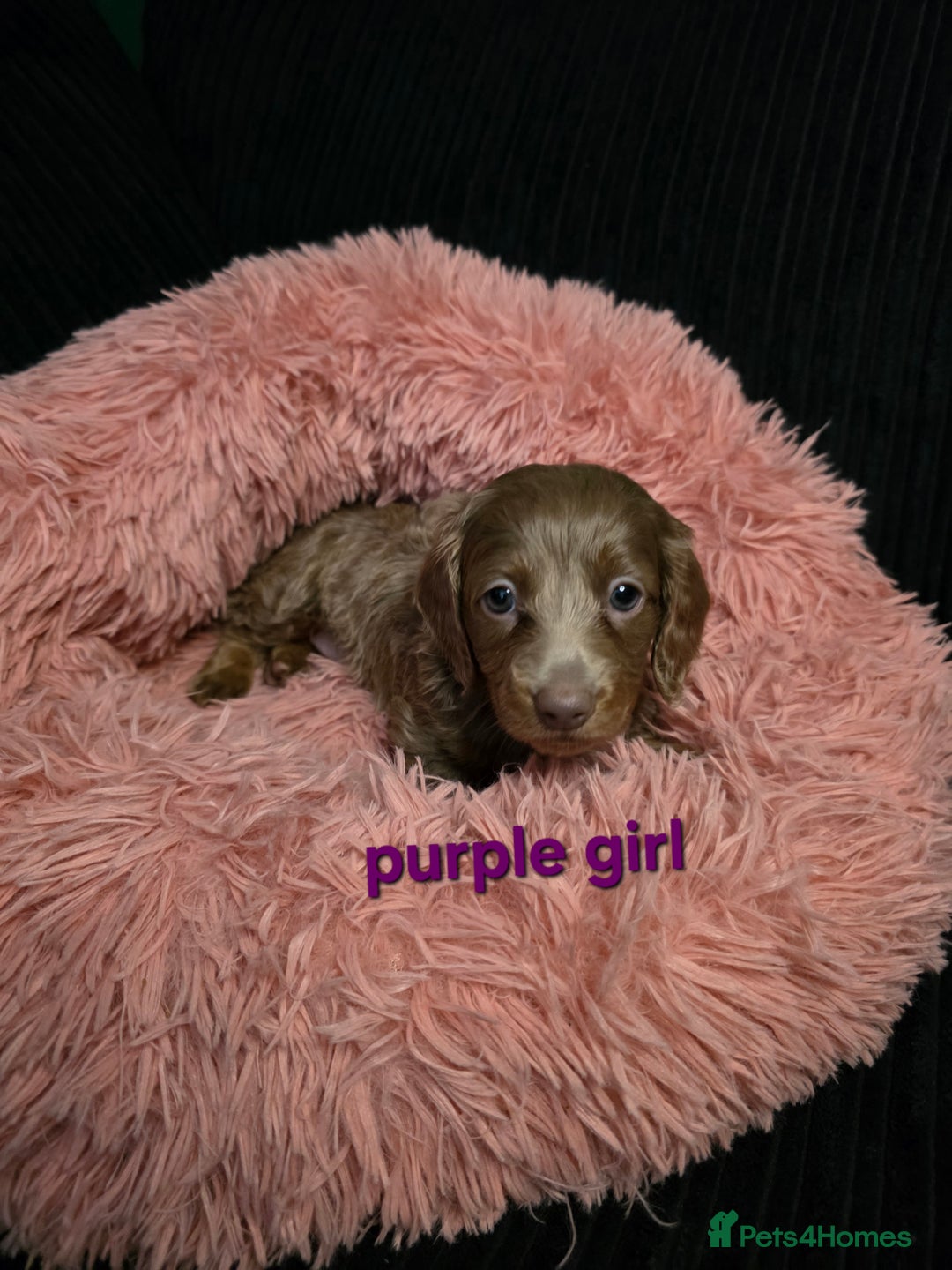 Miniature Dachshund dogs for sale: Isabella tan piebald long hair miniature dachshund - Advert 10
