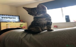Bengal cats for sale: Bengal cross - Image 13