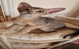 Abyssinian cats for sale: Beautiful kittens 🥰  - Image 5