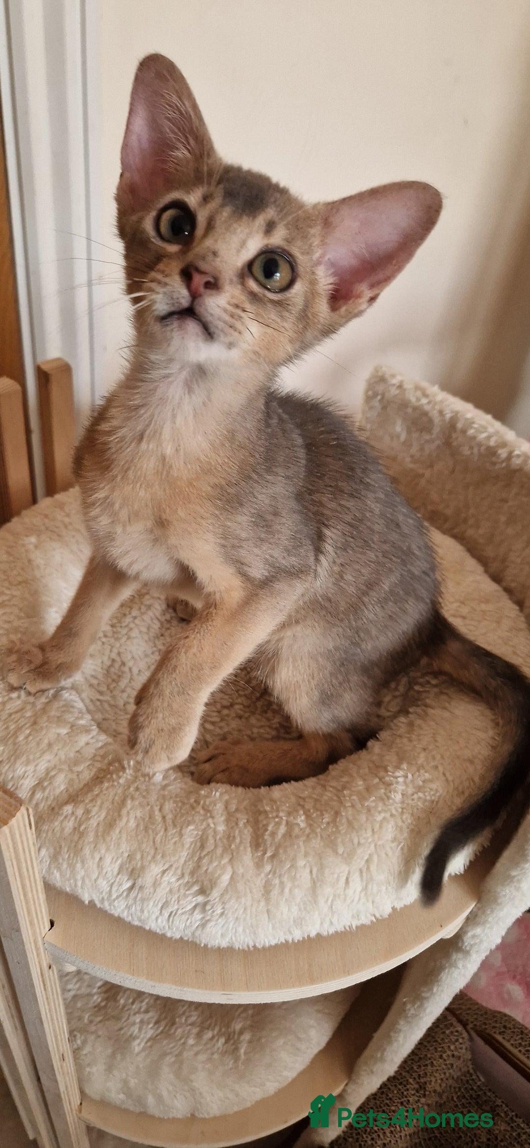 Abyssinian cats for sale: Beautiful kittens 🥰  - Image 5