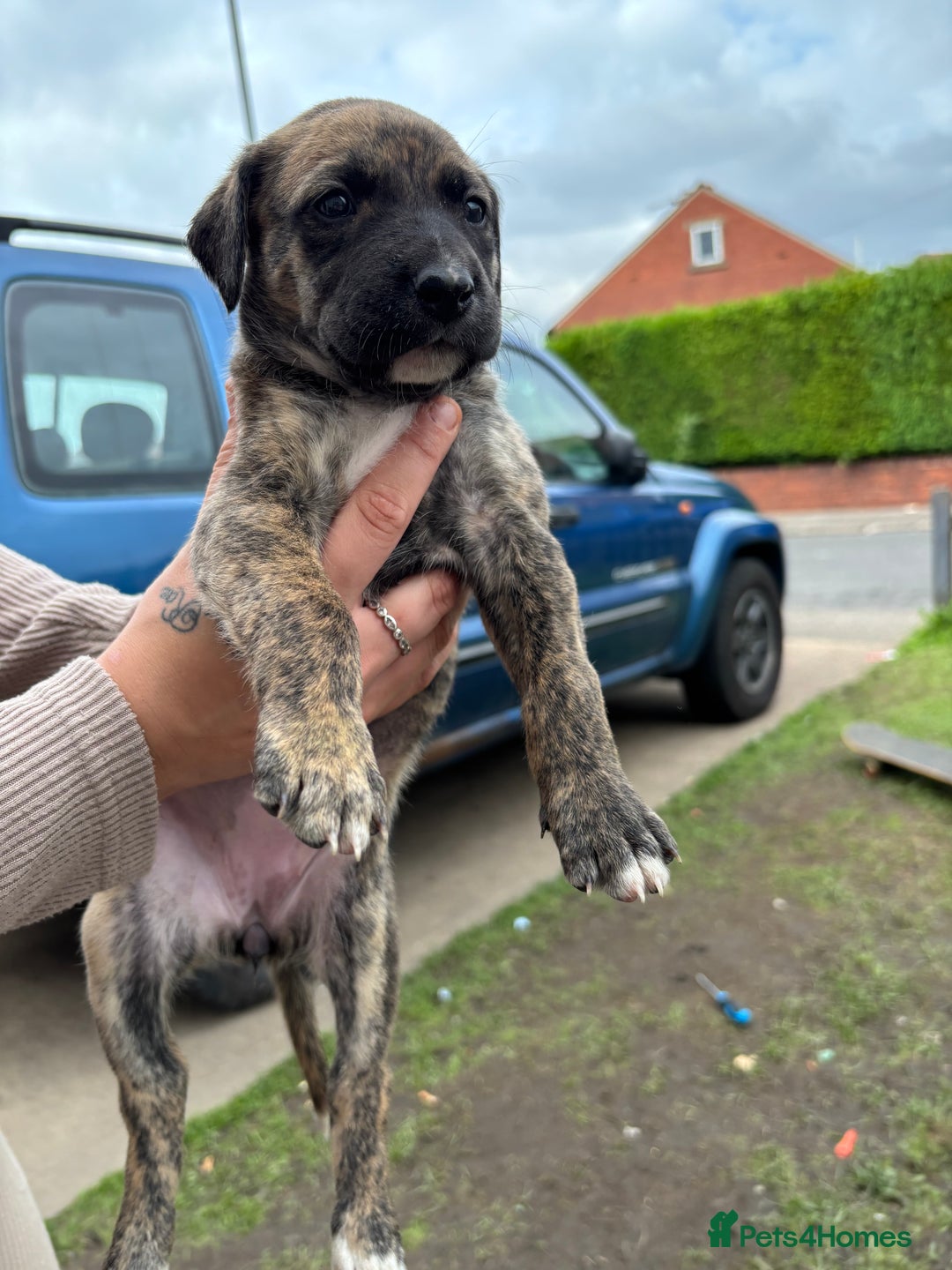 Lurcher dogs for sale: Bull X pups!  - Image 4