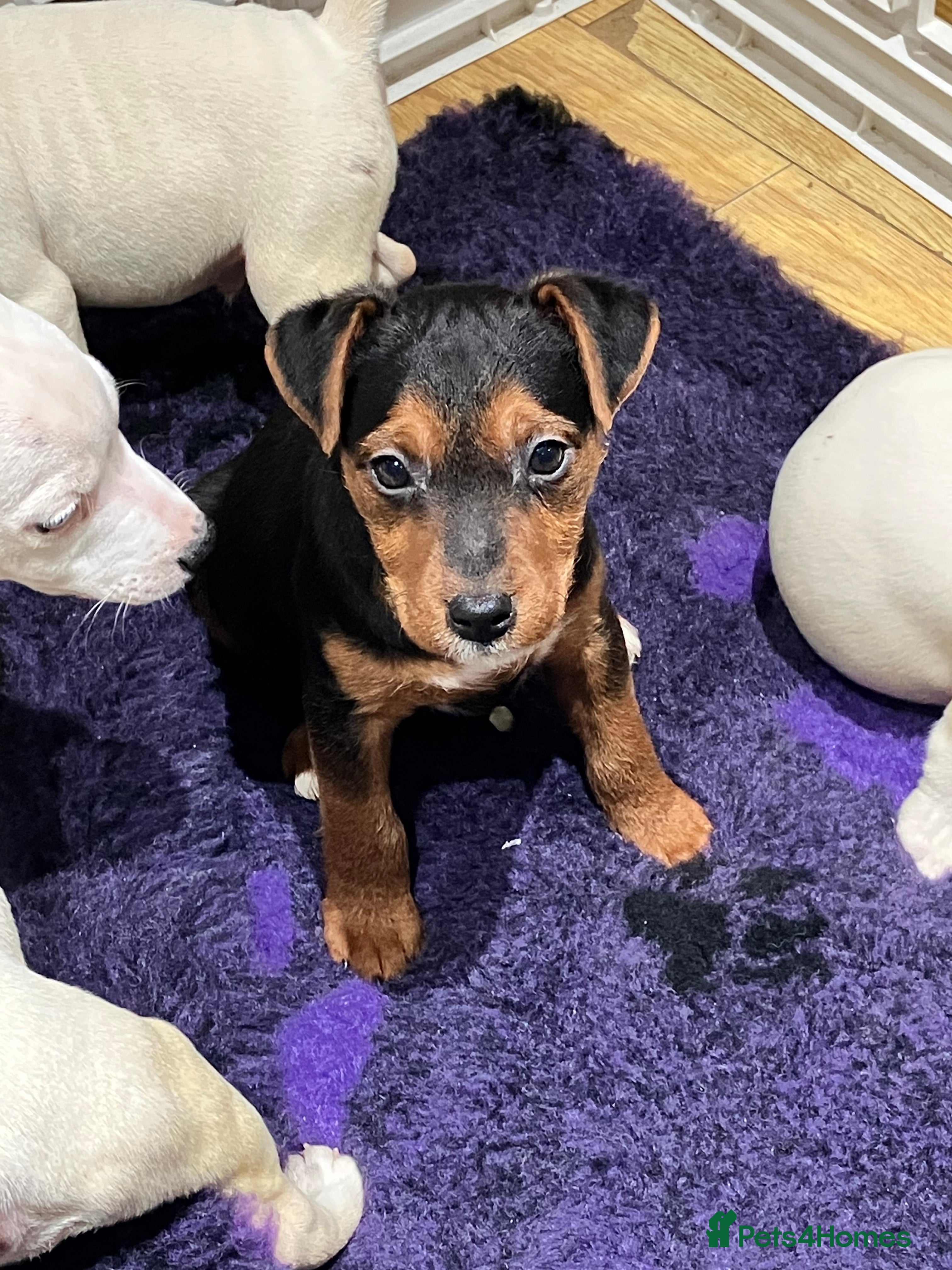 Jack Russell dogs Jack Russell pups - Advert 2