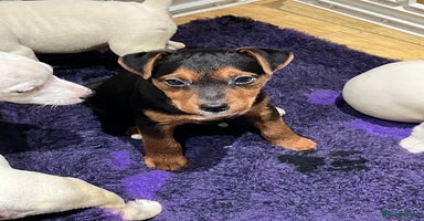 Jack Russell dogs Jack Russell pups - Advert 6