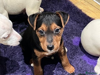 Jack Russell dogs Jack Russell pups - Advert 11