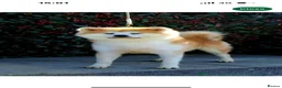 Japanese Akita Inu dogs for sale: Stunning female  - Advert 3