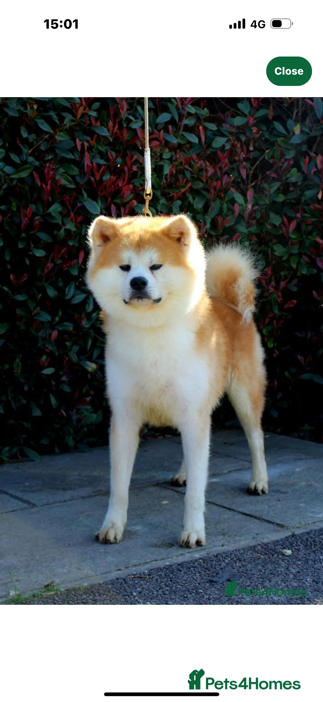 Japanese Akita Inu dogs for sale: Stunning female  - Advert 3
