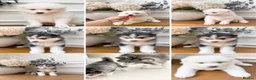 Pomsky dogs for sale: Stunning Blue Eyed Pomskies in London - ready  - Advert 13
