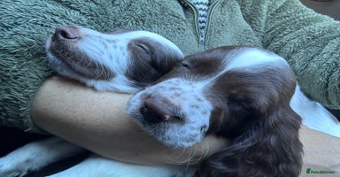 English Springer Spaniel dogs - Advert 5