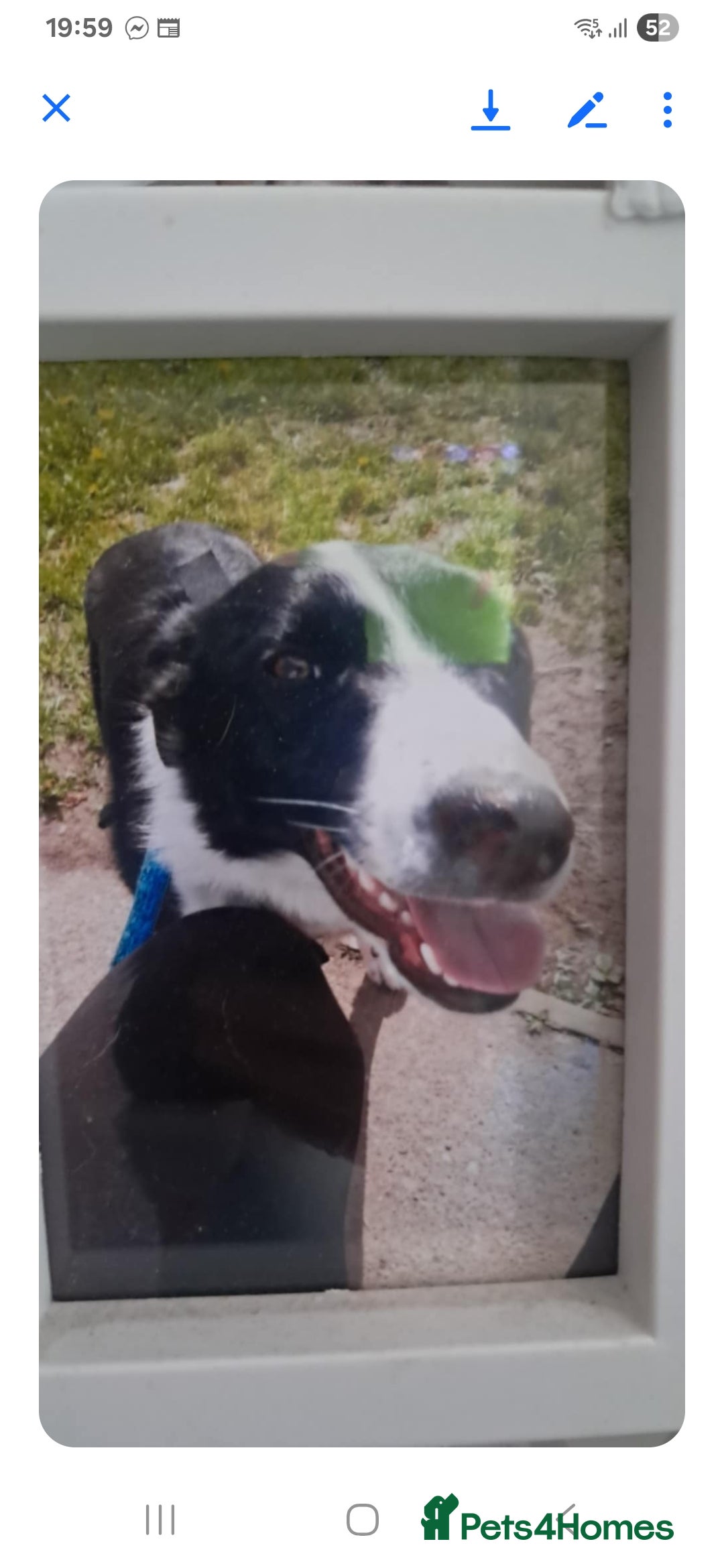 Border Collie dogs for sale: Border collie male 5yrs old - Image 1