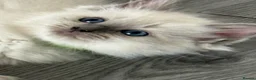 Ragdoll cats for sale: Stunning bluepoint ragdoll kittens  - Advert 25