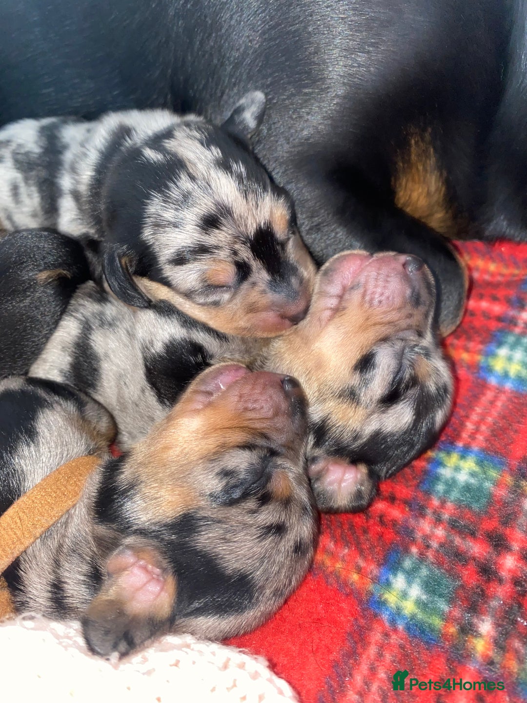 Dachshund dogs for sale: Dachshund pups  in Bootle - Image 11