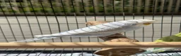 Budgerigars birds for sale: Violet dilute budgie hen in London - Advert 4