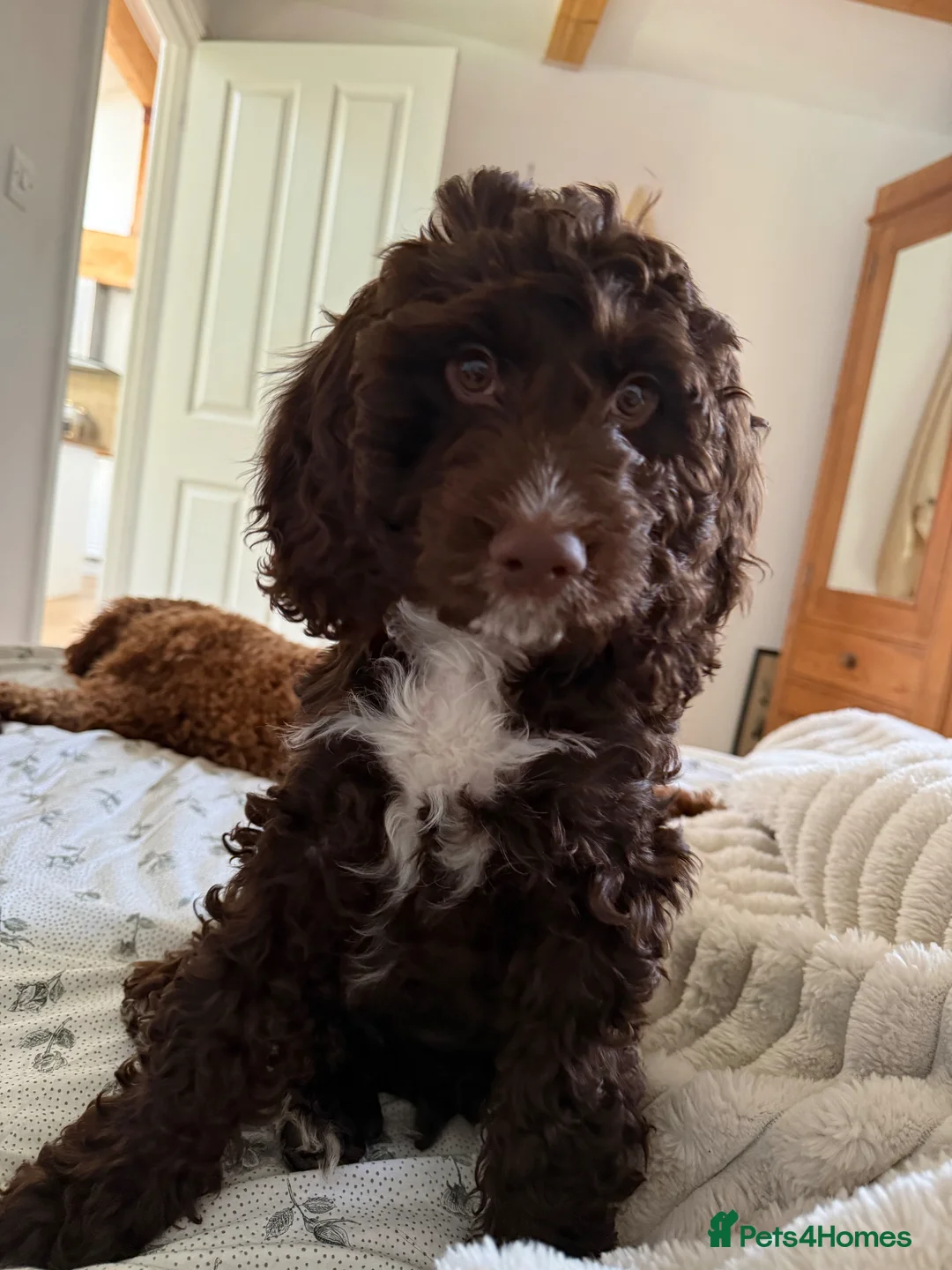 Cockapoo dogs for sale: Chocolate brown cockapoo  - Advert 1