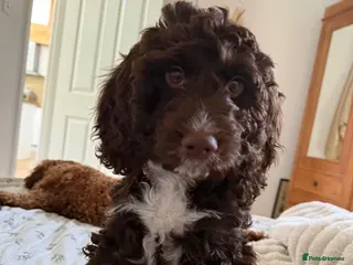 Cockapoo dogs Chocolate brown cockapoo - Advert 1