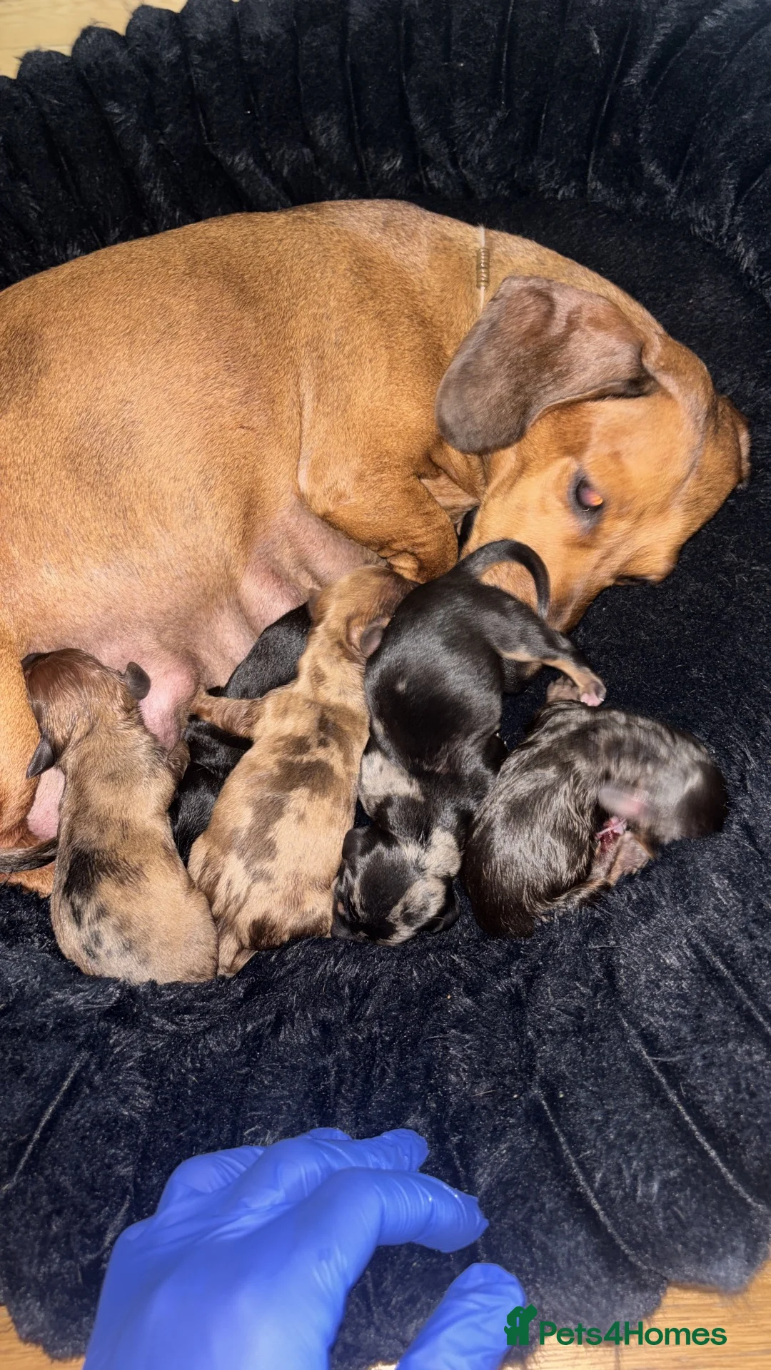Miniature Dachshund dogs for sale: Miniature kc registered pups ready 7th oct - Advert 23
