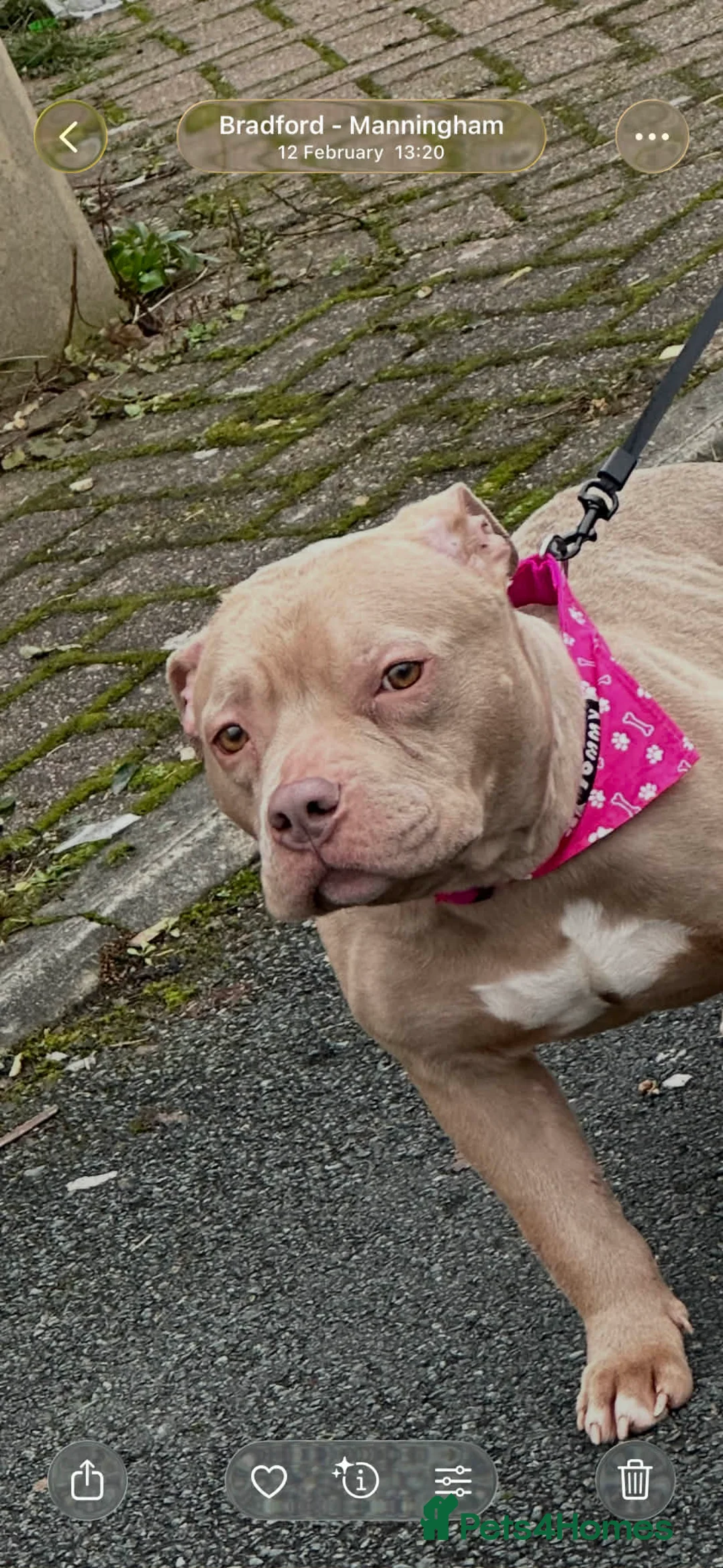 Staffordshire Bull Terrier dogs for sale: Female Puppy Pocket Bully - Keke - Advert 3