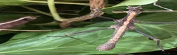 Stick Insects invertebrates for sale: Sunny stick insects (Free) - Advert 4