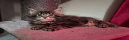 Maine Coon cats for sale: MaineCoon male kittens - Advert 21