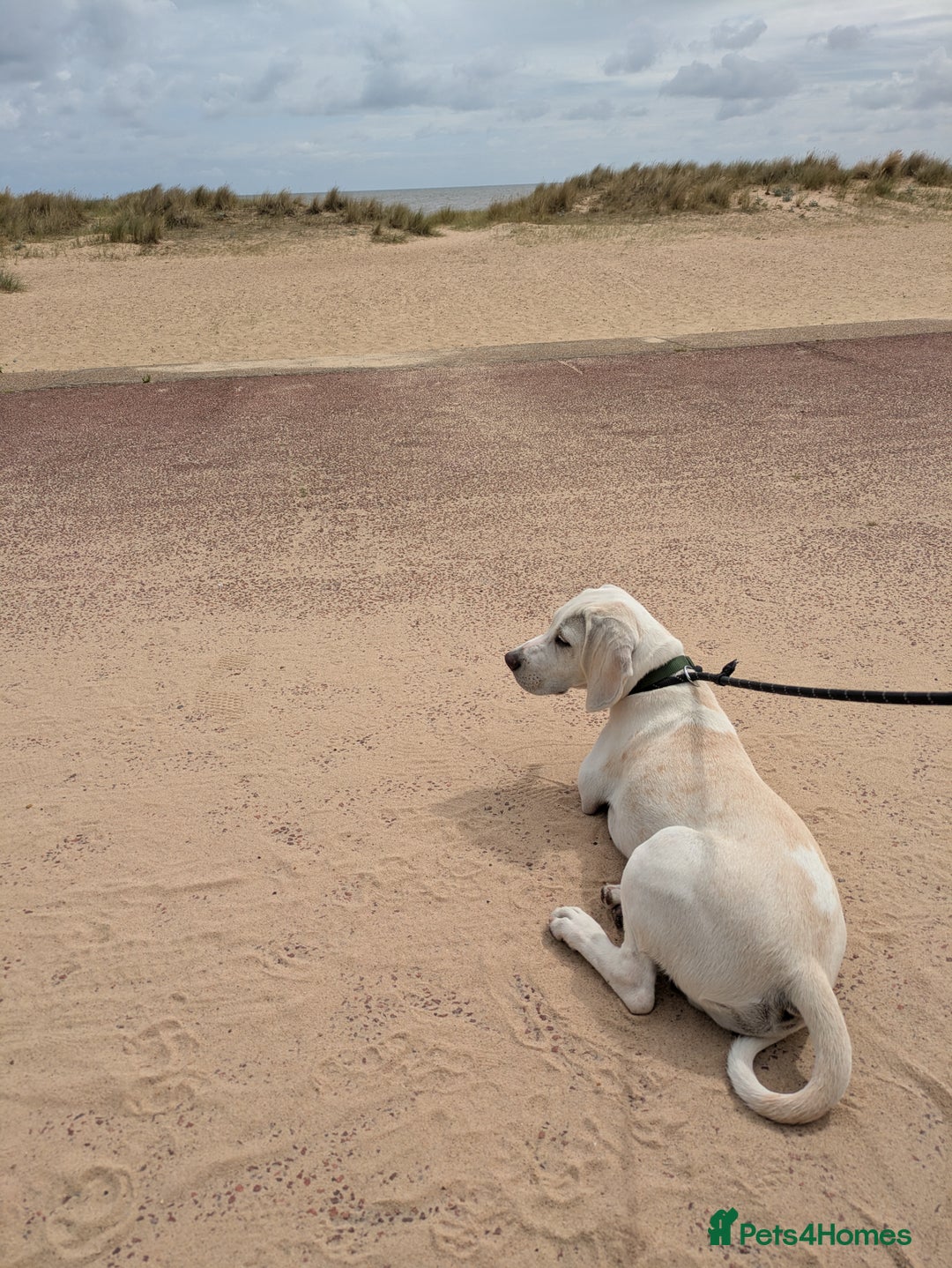 Beagle dogs for sale: Lenny the Lemon Beagle  - Image 3