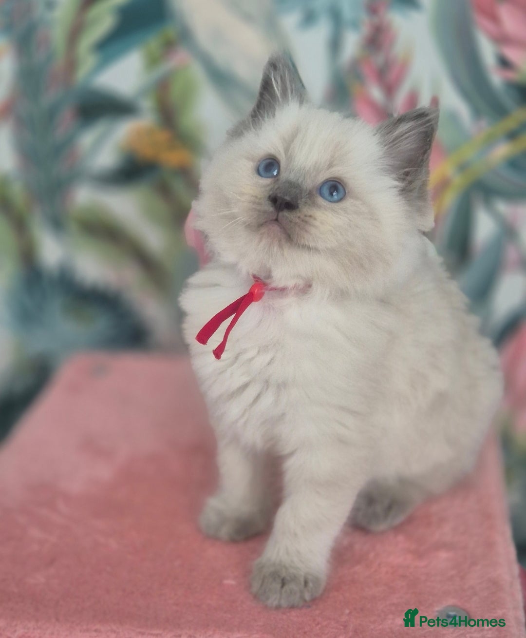 Ragdoll cats for sale: GCCF REGISTERED RAGDOLL KITTENS available septembe - Image 18