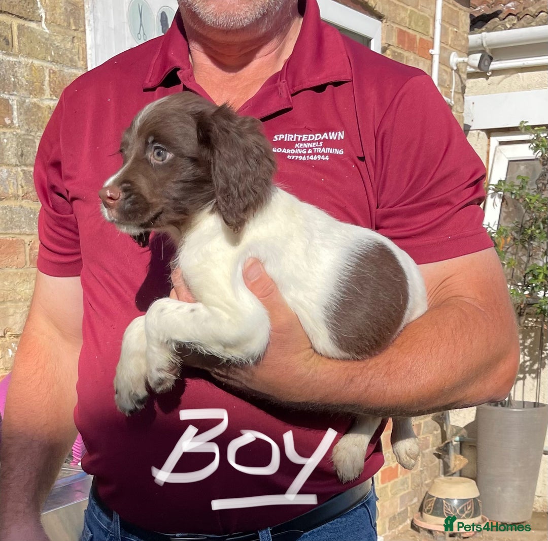 English Springer Spaniel dogs for sale: English Springer Spaniel working lines - Image 2