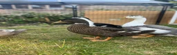 Mixed Breed birds for sale: Pekin x Silver Appleyard Ducks - Advert 2