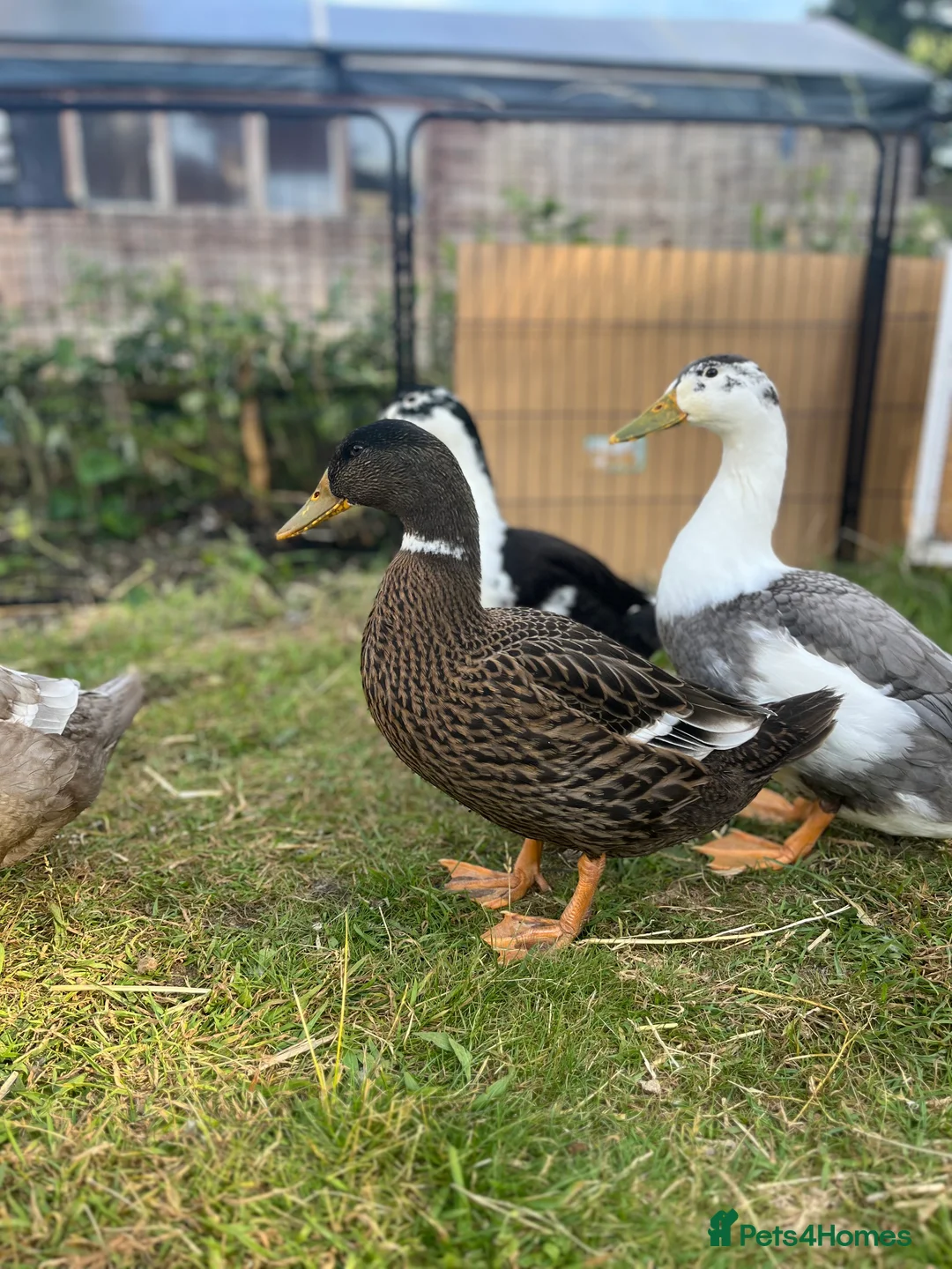 Mixed Breed birds for sale: Pekin x Silver Appleyard Ducks - Advert 2