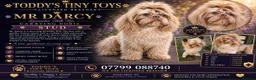 Shih Tzu dogs for sale: KC registered chocolate Shih Tzu boy puppy  - Advert 2