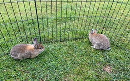 Netherland Dwarf rabbits for sale: Pure Netherland dwarf babies  - Image 4