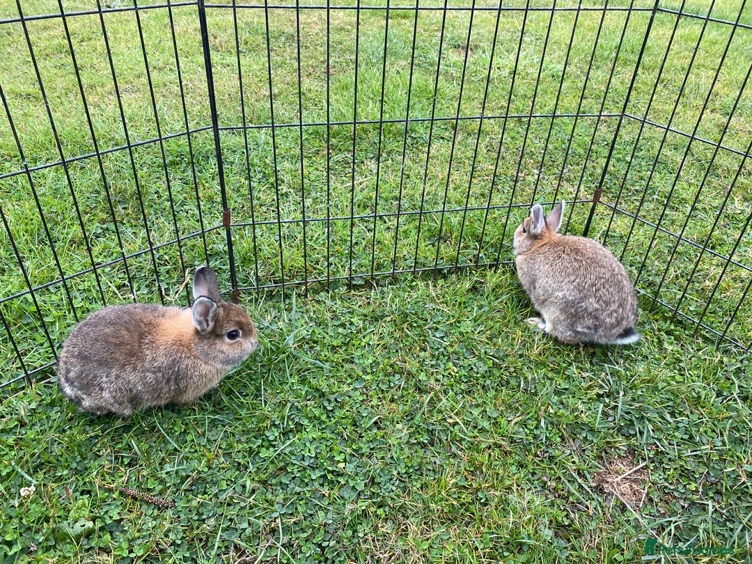 Netherland Dwarf rabbits for sale: Pure Netherland dwarf babies  - Image 4