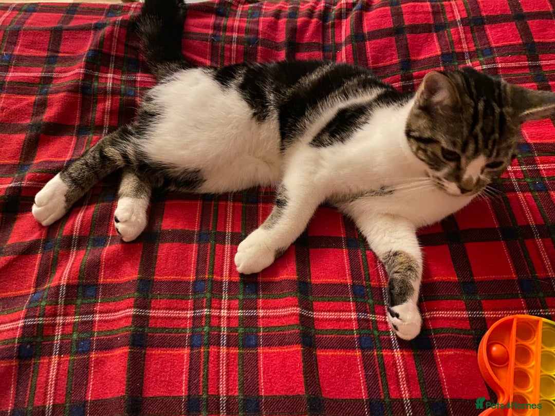 Mixed Breed cats for sale: Beautiful kittens ready for new home  - Image 19
