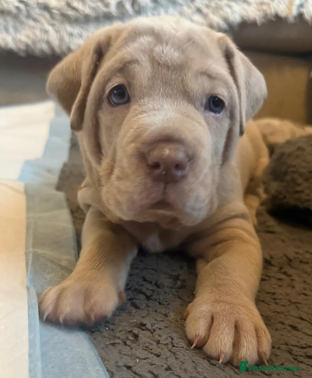Mixed Breed dogs for sale: 🐾 Neapolitan Mastiff x Cane Corso🐾 - Advert 2