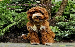 Australian Labradoodle dogs for sale: Australian Labradoodles RED&WHITE - Waiting list  - Image 8
