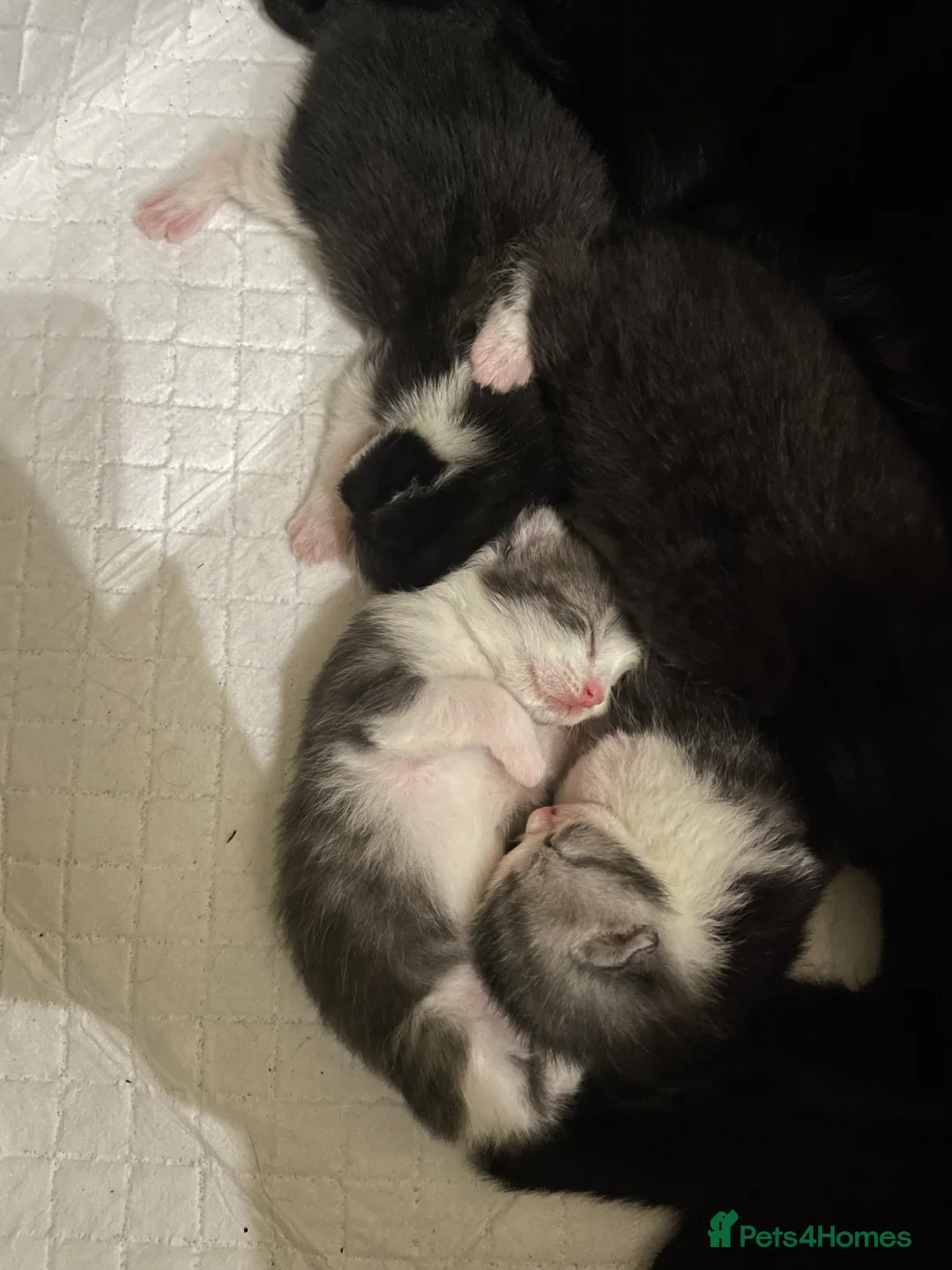 British Shorthair cats for sale: KITTENS READY FOR COLLECTION TODAY - Advert 4