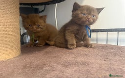 British Shorthair cats for sale: British shorthair kittens  - Image 6