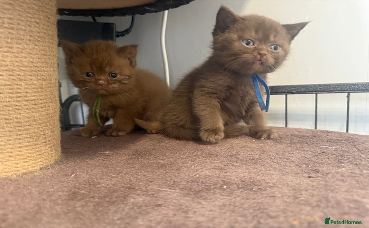British Shorthair cats - Advert 6