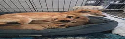 Japanese Shiba Inu dogs for sale: Lovely Shiba Inu Puppies, Ready for home late Aug in Corby - Advert 17