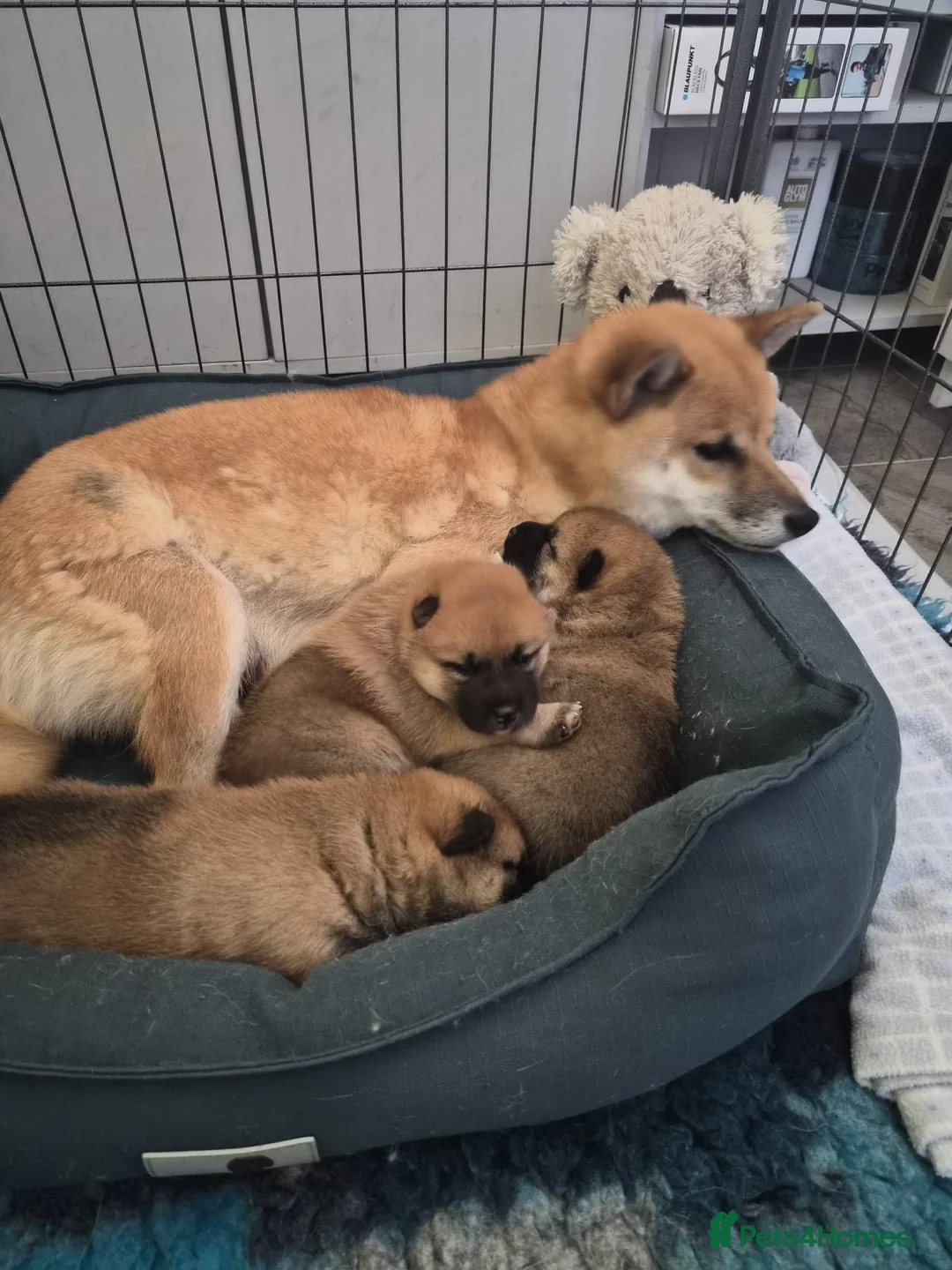 Japanese Shiba Inu dogs for sale: Lovely Shiba Inu Puppies, Ready for home late Aug in Corby - Advert 17