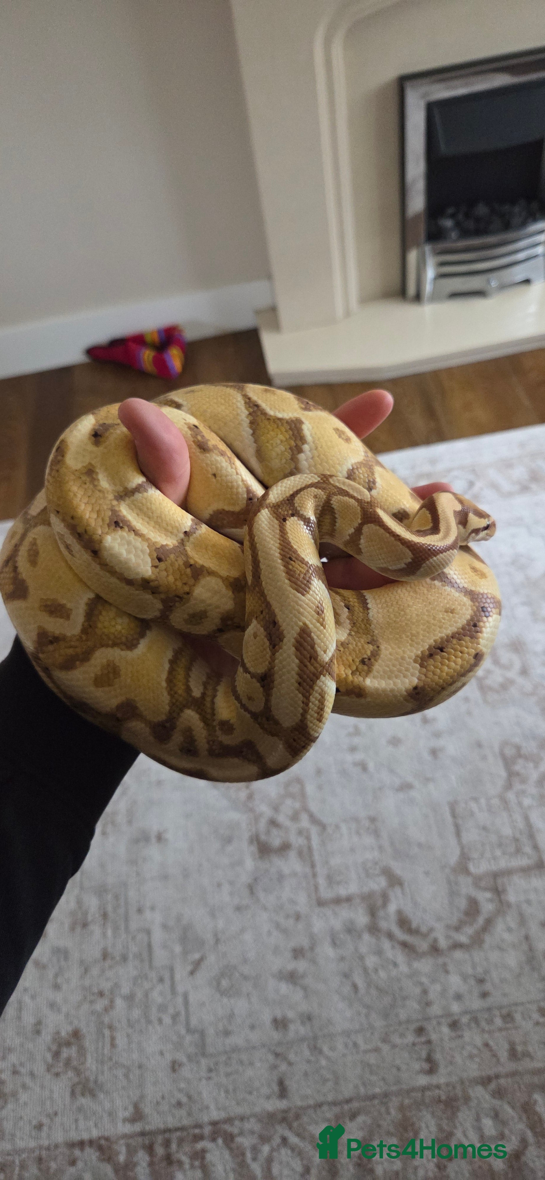 Python Snake reptiles Banana royal python  - Advert 4