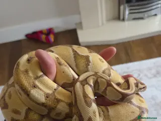 Python Snake reptiles Banana royal python - Advert 4