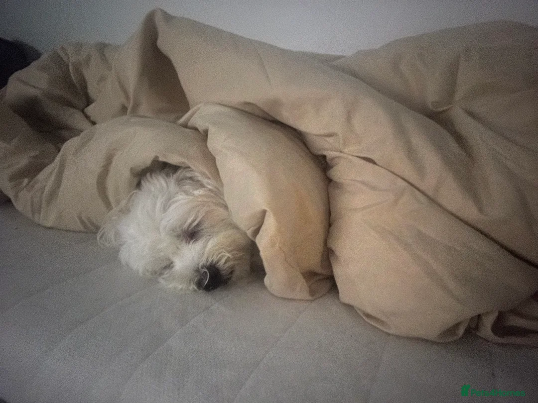 Maltese dogs for sale: Maltese Boy for Sale (4 years old) - Advert 15