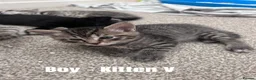 Mixed Breed cats for sale: Russian Blue Cross Kittens - 2 Boys - 1 Girl in Peterborough - Advert 7