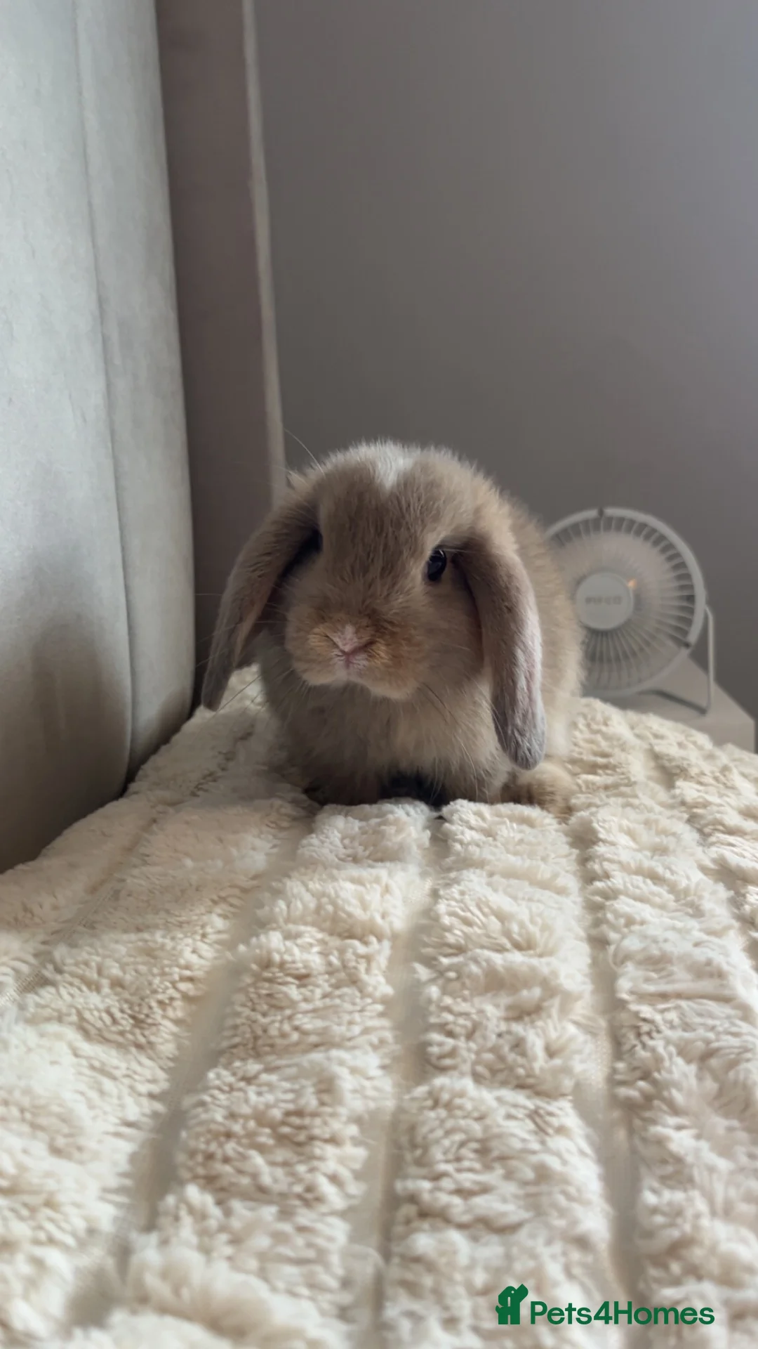 Mini Lop rabbits for sale: Mini Lop for sale - Advert 2