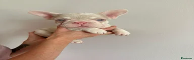 French Bulldog 6