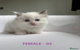 Ragdoll cats for sale: GCCF Ragdoll Kittens – Loving Homes 💕 - Image 10