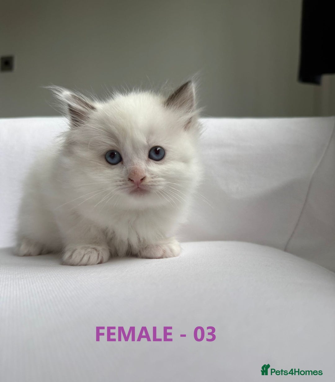 Ragdoll cats for sale: GCCF Ragdoll Kittens – Loving Homes 💕 - Image 10